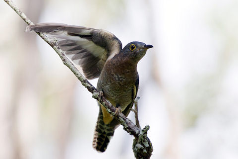 Fan-tailed Cuckoo (Cacomantis flabelliformis)